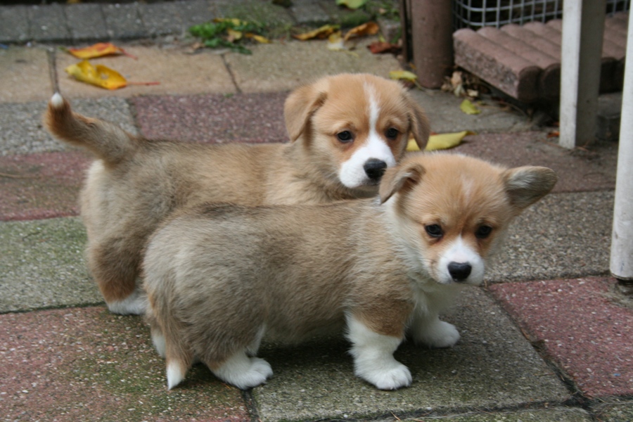 Puppies